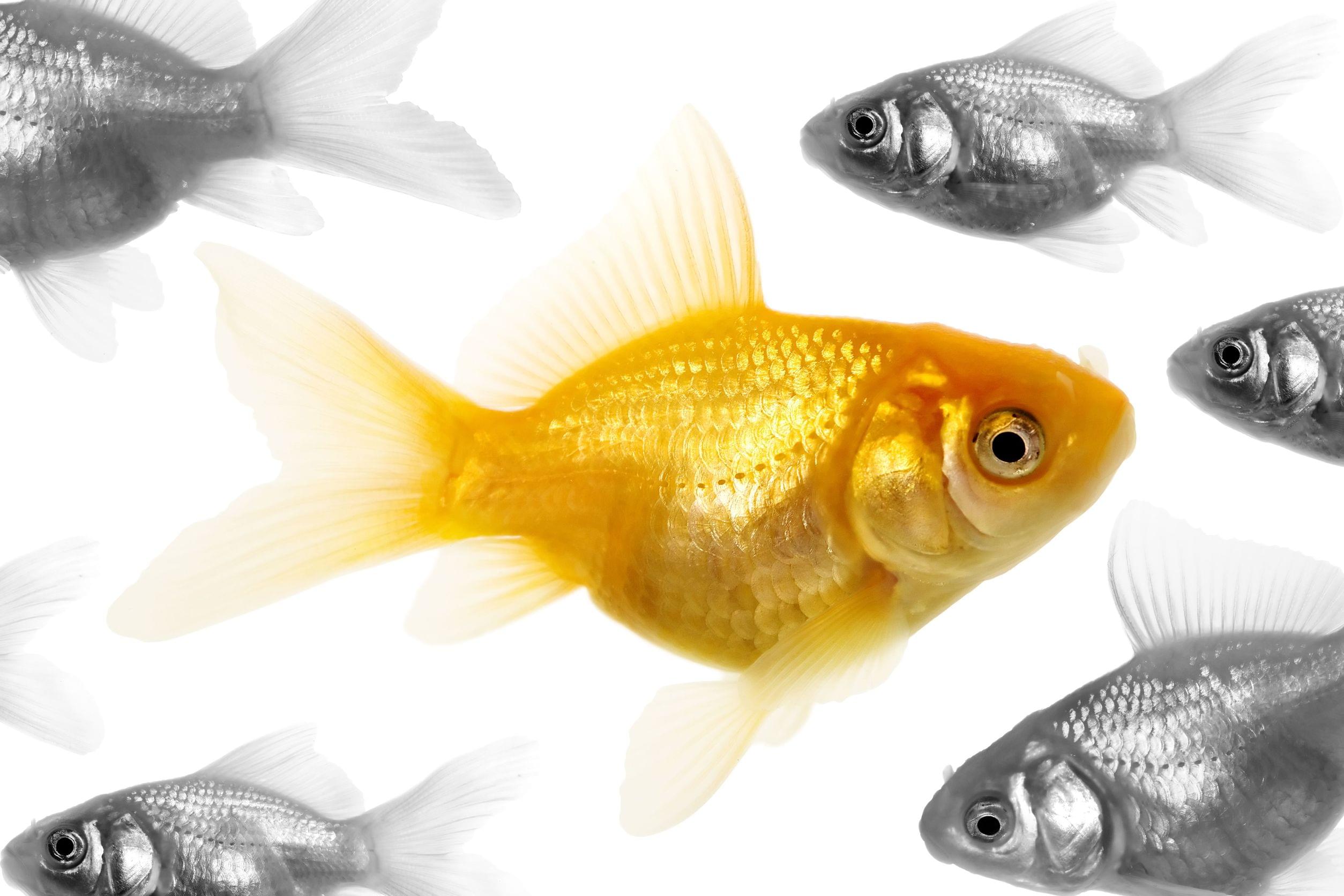 Gold Fish